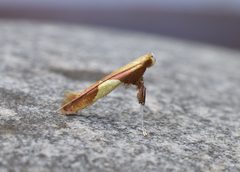 Caloptilia packardella by (c) brendanboyd, some rights reserved (CC BY). Used under a CC-BY license.
