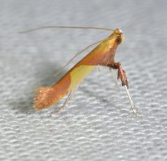 Caloptilia superbifrontella by (c) Andy Reago & Chrissy McClarren, some rights reserved (CC BY). Used under a CC-BY license.