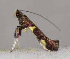 Caloptilia umbratella by (c) Nick Block, some rights reserved (CC BY), uploaded by Nick Block. Used under a CC-BY license.