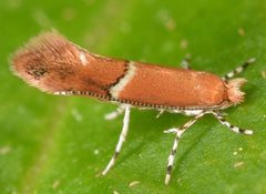 Cameraria fasciella by (c) skitterbug, some rights reserved (CC BY), uploaded by skitterbug. Used under a CC-BY license.