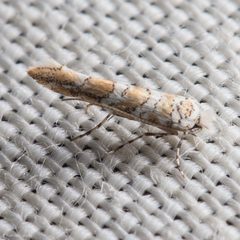 Cameraria pentekes by (c) Ken-ichi Ueda, some rights reserved (CC BY), uploaded by Ken-ichi Ueda. Used under a CC-BY license.