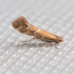 Cremastobombycia grindeliella by (c) Ken-ichi Ueda, some rights reserved (CC BY), uploaded by Ken-ichi Ueda. Used under a CC-BY license.