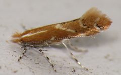 Cremastobombycia by (c) Nick Block, some rights reserved (CC BY), uploaded by Nick Block. Used under a CC-BY license.