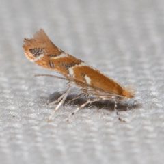 Lithocolletinae by (c) Ken-ichi Ueda, some rights reserved (CC BY), uploaded by Ken-ichi Ueda. Used under a CC-BY license.
