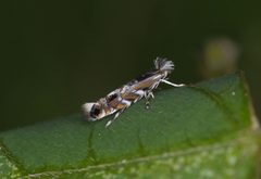 Macrosaccus morrisella by (c) Antoine Guiguet, some rights reserved (CC BY), uploaded by Antoine Guiguet. Used under a CC-BY license.