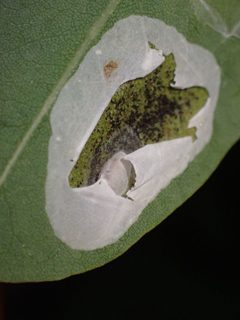 Macrosaccus robiniella by (c) giantcicada, some rights reserved (CC BY), uploaded by giantcicada. Used under a CC-BY license.
