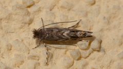 Macrosaccus robiniella by (c) Mario Bassini, some rights reserved (CC BY), uploaded by Mario Bassini. Used under a CC-BY license.