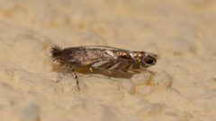 Macrosaccus robiniella by (c) Mario Bassini, some rights reserved (CC BY), uploaded by Mario Bassini. Used under a CC-BY license.