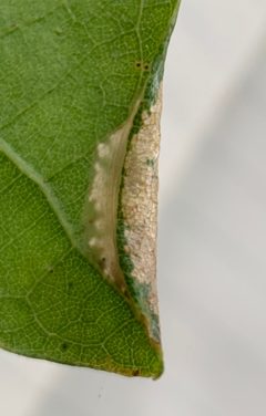 Phyllonorycter albanotella by (c) Thomas Irvine, some rights reserved (CC BY), uploaded by Thomas Irvine. Used under a CC-BY license.