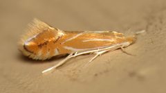 Phyllonorycter basistrigella by (c) Nick Block, some rights reserved (CC BY), uploaded by Nick Block. Used under a CC-BY license.