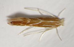 Phyllonorycter basistrigella by (c) Nick Block, some rights reserved (CC BY), uploaded by Nick Block. Used under a CC-BY license.