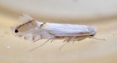 Phyllonorycter clemensella by (c) Thomas Irvine, some rights reserved (CC BY), uploaded by Thomas Irvine. Used under a CC-BY license.