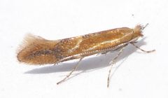 Phyllonorycter by (c) Mick Talbot, some rights reserved (CC BY). Used under a CC-BY license.
