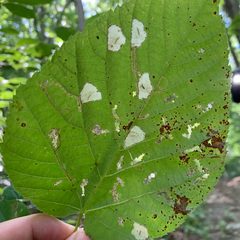 Phyllonorycter lucetiella by (c) Neal Kelso, some rights reserved (CC BY), uploaded by Neal Kelso. Used under a CC-BY license.