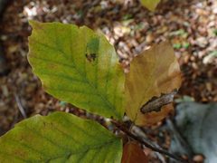 Phyllonorycter maestingella by (c) carnifex, some rights reserved (CC BY), uploaded by carnifex. Used under a CC-BY license.