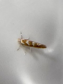 Phyllonorycter occitanica by (c) Chet Burrier, some rights reserved (CC BY), uploaded by Chet Burrier. Used under a CC-BY license.