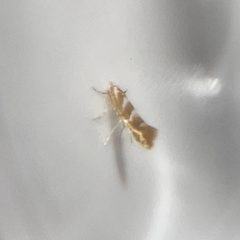 Phyllonorycter occitanica by (c) Chet Burrier, some rights reserved (CC BY), uploaded by Chet Burrier. Used under a CC-BY license.