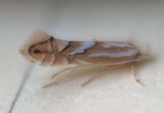 Phyllonorycter ostryaefoliella by (c) Thomas Irvine, some rights reserved (CC BY), uploaded by Thomas Irvine. Used under a CC-BY license.