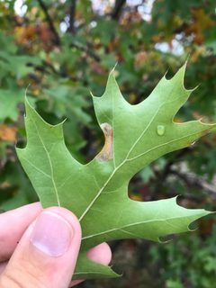 Phyllonorycter quercialbella by (c) gonodactylus, some rights reserved (CC BY), uploaded by gonodactylus. Used under a CC-BY license.