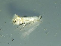 Phyllonorycter quercialbella by (c) Jake McCumber, some rights reserved (CC BY), uploaded by Jake McCumber. Used under a CC-BY license.