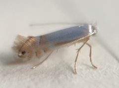 Phyllonorycter trinotella by (c) Thomas Irvine, some rights reserved (CC BY), uploaded by Thomas Irvine. Used under a CC-BY license.