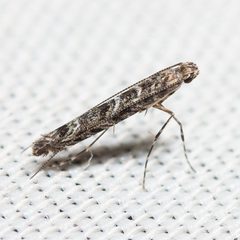 Neurobathra bohartiella by (c) Ken-ichi Ueda, some rights reserved (CC BY), uploaded by Ken-ichi Ueda. Used under a CC-BY license.