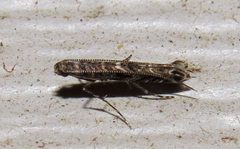 Neurobathra strigifinitella by (c) Nick Block, some rights reserved (CC BY), uploaded by Nick Block. Used under a CC-BY license.