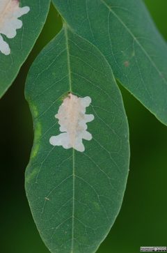 Parectopa robiniella by (c) Franco Folini, some rights reserved (CC BY), uploaded by Franco Folini. Used under a CC-BY license.
