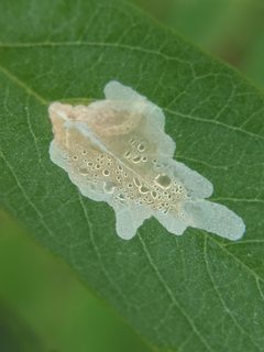 Parectopa robiniella by no rights reserved, uploaded by Adam Kranz. Used under a CC0 license.