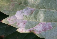 Phyllocnistis ampelopsiella by (c) Even Dankowicz, some rights reserved (CC BY), uploaded by Even Dankowicz. Used under a CC-BY license.