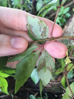 Phyllocnistis ampelopsiella by no rights reserved, uploaded by Jade Fortnash. Used under a CC0 license.