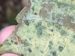 Phyllocnistis ampelopsiella by no rights reserved, uploaded by Jade Fortnash. Used under a CC0 license.
