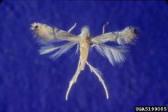Phyllocnistis citrella by (c) Jeffrey W. Lotz, some rights reserved (CC BY). Used under a CC-BY license.