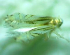 Phyllocnistis liriodendronella by no rights reserved, uploaded by Ken Kneidel. Used under a CC0 license.