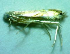 Phyllocnistis liriodendronella by no rights reserved, uploaded by Ken Kneidel. Used under a CC0 license.