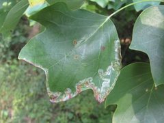 Phyllocnistis liriodendronella by (c) jfox16, some rights reserved (CC BY), uploaded by jfox16. Used under a CC-BY license.