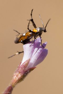 Aetole extraneella by (c) Ken-ichi Ueda, some rights reserved (CC BY), uploaded by Ken-ichi Ueda. Used under a CC-BY license.