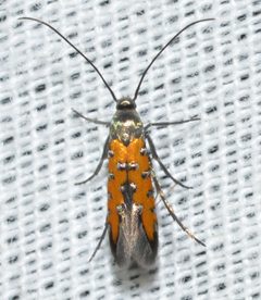 Heliodinidae by (c) Andy Reago & Chrissy McClarren, some rights reserved (CC BY). Used under a CC-BY license.
