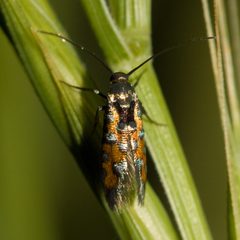 Neoheliodines by (c) Ken-ichi Ueda, some rights reserved (CC BY). Used under a CC-BY license.