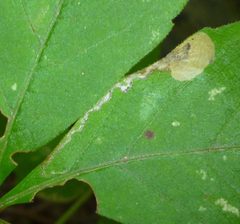 Aspilanta ampelopsifoliella by (c) Even Dankowicz, some rights reserved (CC BY), uploaded by Even Dankowicz. Used under a CC-BY license.