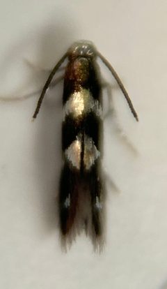 Aspilanta oinophylla by (c) Thomas Irvine, some rights reserved (CC BY), uploaded by Thomas Irvine. Used under a CC-BY license.