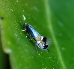 Coptodisca arbutiella by (c) Toby, some rights reserved (CC BY), uploaded by Toby. Used under a CC-BY license.