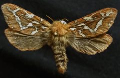 Gazoryctra hyperboreus by (c) Doug Macaulay, some rights reserved (CC BY), uploaded by Doug Macaulay. Used under a CC-BY license.