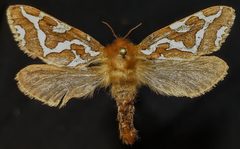 Gazoryctra hyperboreus by (c) Doug Macaulay, some rights reserved (CC BY), uploaded by Doug Macaulay. Used under a CC-BY license.
