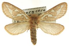 Gazoryctra pulcher by (c) 
Canadian National Collection of Insects, Arachnids and Nematodes, some rights reserved (CC BY). Used under a CC-BY license.