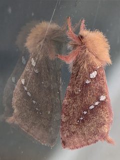 Phymatopus behrensii by (c) Merlla McLaughlin, some rights reserved (CC BY), uploaded by Merlla McLaughlin. Used under a CC-BY license.