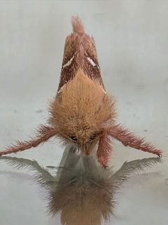 Phymatopus behrensii by (c) Merlla McLaughlin, some rights reserved (CC BY), uploaded by Merlla McLaughlin. Used under a CC-BY license.