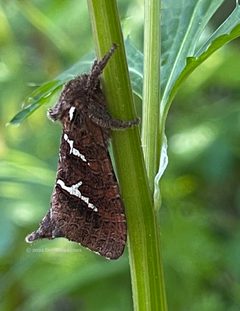 Phymatopus californicus by (c) Dee Shea Himes, some rights reserved (CC BY), uploaded by Dee Shea Himes. Used under a CC-BY license.