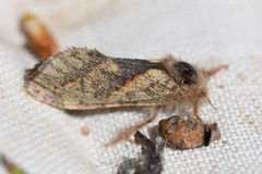 Phymatopus hectoides by (c) Trevor Van Loon, some rights reserved (CC BY), uploaded by Trevor Van Loon. Used under a CC-BY license.