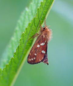 Phymatopus by (c) Aleksey Gnilenkov, some rights reserved (CC BY). Used under a CC-BY license.